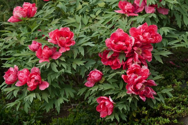 Les secrets d'un sol fertile pour votre jardin potager